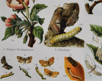 Garden Pests I - Original Antique Insect Print - 1906 (Lackey moth, Gypsy Moth, Winter moth, Codling moth Vine moth Sparganothis pilleriana)