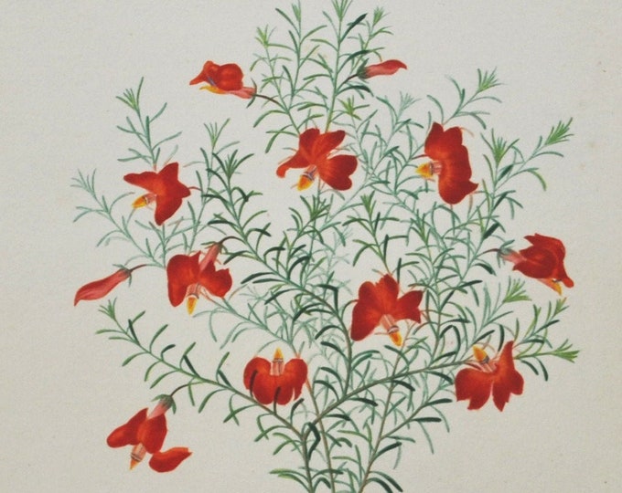 1861 Anona Orbigny Original lithograph Antique botanical hand colored print Crimson Flower Garden Flowers