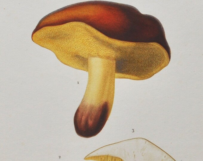 Mushrooms - Hand-colored Original Antique Botanical Print - Orbigny engraving from 1849 (bolet circinans boletus fungus champignons edible)