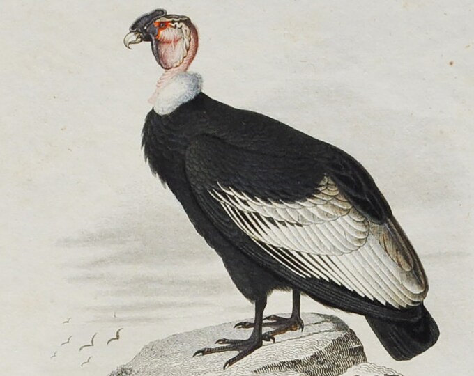 Andean Condor / Eurasian Eagle Owl - Hand-colored Original Antique Bird Print - Orbigny engraving from 1849 (Vultur gryphus, Bubo bubo)