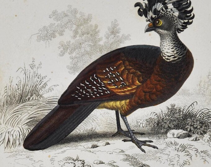 Great Curassow / Western Tragopan - Hand-colored Original Antique Bird Print - Orbigny engraving from 1849 (crax rubra, hastings, pheasant)