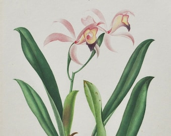 Cattleya Orchid - Hand-colored Original Antique Botanical Print - Orbigny engraving 1849 (lelia cattleioides plant flower seed orchidaceae)