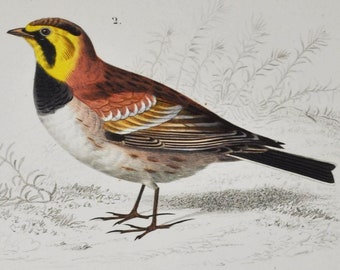 Horned Lark / Richard's Pipit - Hand-colored Original Antique Bird Print - Orbigny engraving from 1849 (anthus richardi, alauda alpestris)