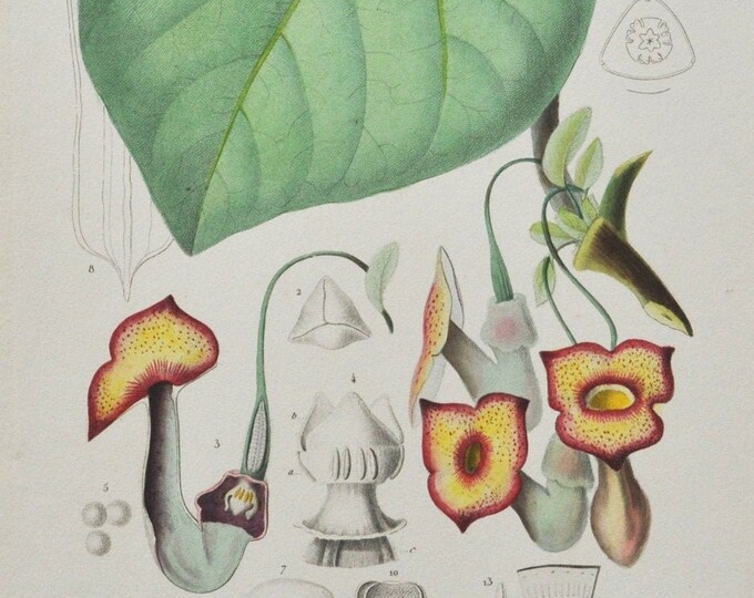 Birthwort or Pipevine - Hand-colored Original Antique Botanical Print - Orbigny engraving from 1849 (aristolochia sipho Dutchman's pipe)