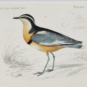 Chorlito egipcio / Chocha perdiz euroasiática - Grabado antiguo original de pájaro coloreado a mano - Grabado de Orbigny de 1849 (cocodrilo, pluvianus, scolopax