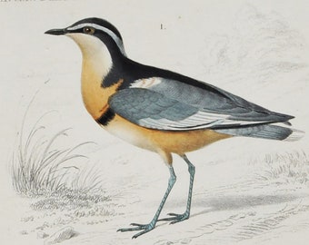 Egyptian Plover / Eurasian Woodcock - Hand-colored Original Antique Bird Print - Orbigny engraving from 1849 (crocodile, pluvianus, scolopax