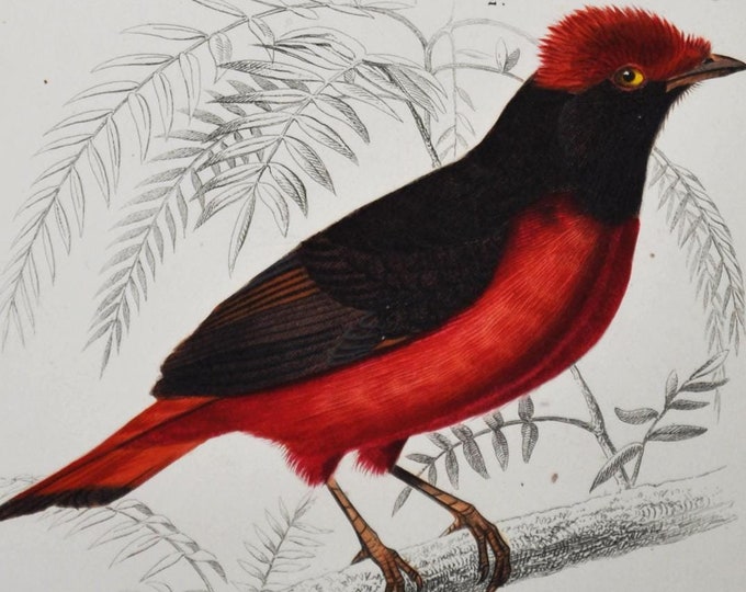 Banded Cotinga / Guianan Red Cotinga - Hand-colored Original Antique Bird Print - Orbigny engraving from 1849 (Cotinga maculata, Ampelis)