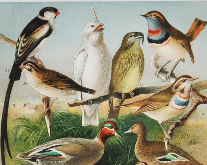 Courtship Displays of Birds - Original Antique Bird Print - 1906 (Pin-tailed whydah Temminck's tragopan mating pair reproduction male female