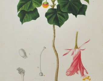 Astrapoea Wallichii - Hand-colored Original Antique Botanical Print - Orbigny engraving from 1849 (plant flower seed tree shrub pink garden)