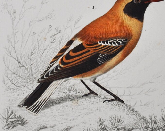 Siberian Rubythroat / Black-Throated Wheatear - Hand-colored Original Antique Bird Print - Orbigny engraving from 1849 (luscinia, saxicola)