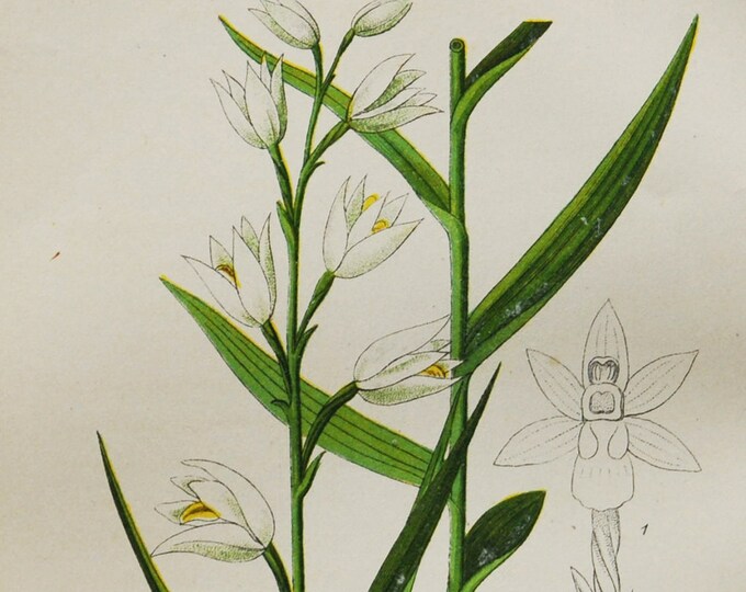 Sword-Leaved Helleborine Orchid Print - Original Antique Botanical 1880s - Cephalanthera ensifolia (plant flower seed orchidaceae white)