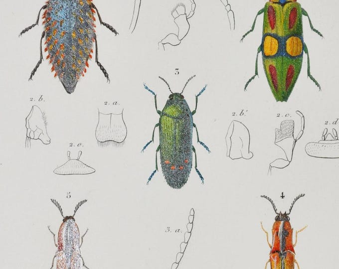 Beetles - Hand-colored Original Antique Insect Print - Orbigny engraving from 1849 (lulodis, chrysochroa, stigmodera semiotus ctenicera etc)