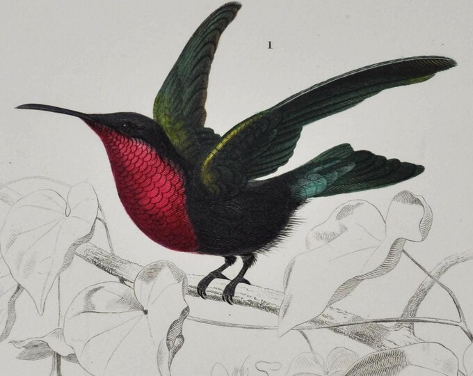 Hummingbird / Honeycreeper - Hand-colored Original Antique Bird Print - Orbigny engraving from 1849 (Garnet-throated, Red-legged, trochilus)