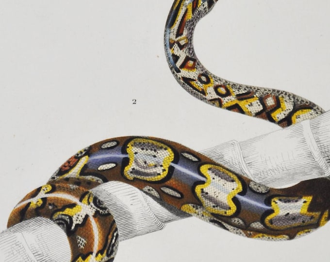 Sand Boa / Boa Constrictor - Hand-colored Original Antique Reptile Print - Orbigny engraving from 1849 (snake red-tailed non-venomous Boidae