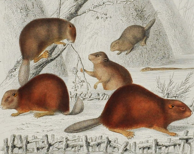 Beaver / Gerboa - Hand-colored Original Antique Animal Print - Orbigny engraving from 1849 (european, eurasian, castor fiber, dipus rodent)