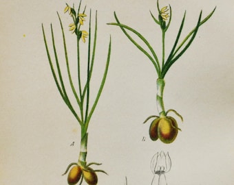False Musk Orchid Print - Original Antique Botanical 1880s - Chamorchis alpina (plant flower seed orchidaceae orchidoideae yellow europe)