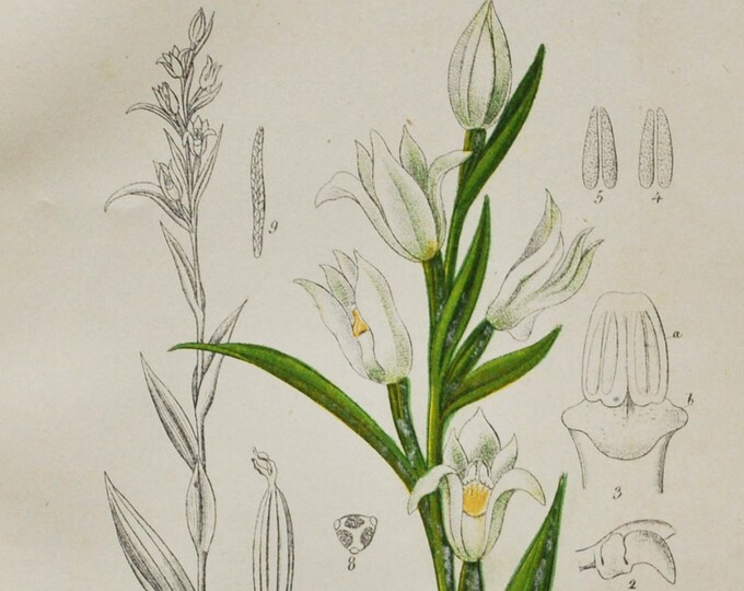 Narrow-Leaved Helleborine Orchid Print - Original Antique Botanical 1880s - Cephalanthera pallens (plant flower seed orchidaceae white)