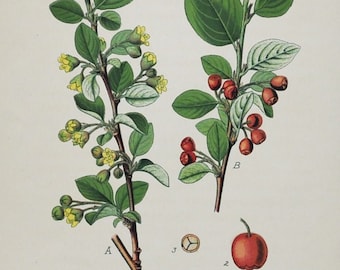Cotoneaster Print - Original Antique Botanical Print 1880s - Cotoneaster vulgaris (plant flower garden seed Rosaceae Rosales Amygdaloideae)