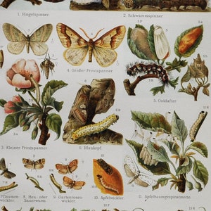 Garden Pests I - Original Antique Insect Print - 1906 (polea de laca, polilla gitana, polilla de invierno, polilla de bacalao de la polilla Sparganothis pilleriana)