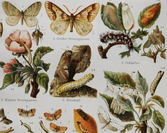 Garden Pests I - Original Antique Insect Print - 1906 (Lackey moth, Gypsy Moth, Winter moth, Codling moth Vine moth Sparganothis pilleriana)