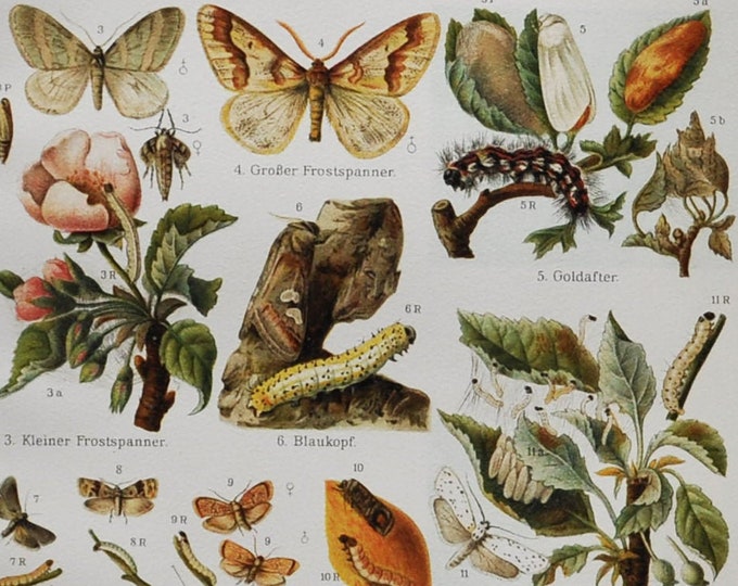 Garden Pests I - Original Antique Insect Print - 1906 (Lackey moth, Gypsy Moth, Winter moth, Codling moth Vine moth Sparganothis pilleriana)