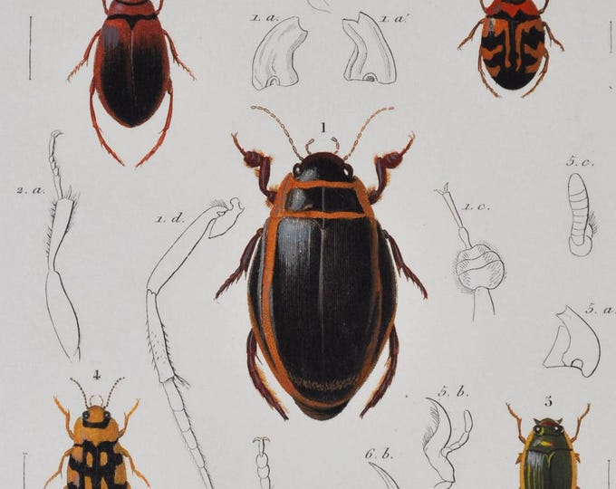 Beetles - Hand-colored Original Antique Insect Print - Orbigny engraving from 1849 (dyticus, hygrobia hyphidrus hydroporus gyrinus paederus)