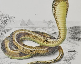 Coral Snake / Egyptian Cobra - Hand-colored Original Antique Reptile Print - Orbigny engraving from 1849 (elaps corallinus naja hoje venom)