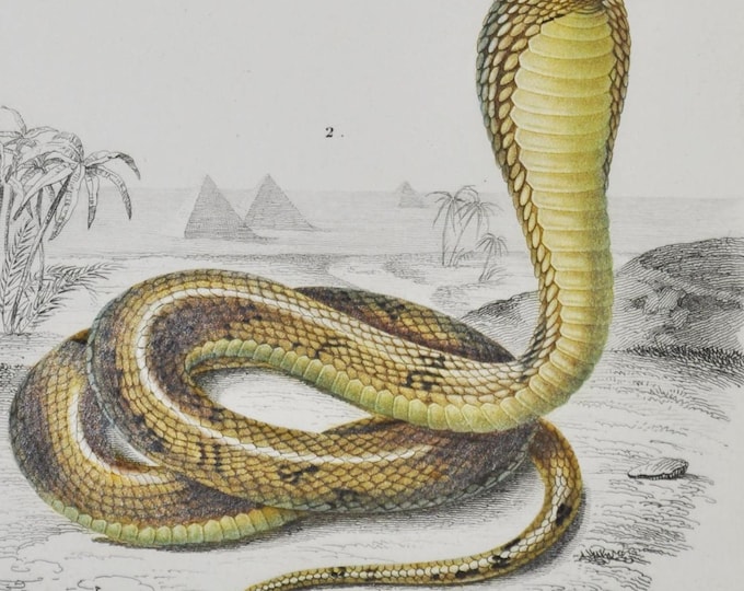 Coral Snake / Egyptian Cobra - Hand-colored Original Antique Reptile Print - Orbigny engraving from 1849 (elaps corallinus naja hoje venom)