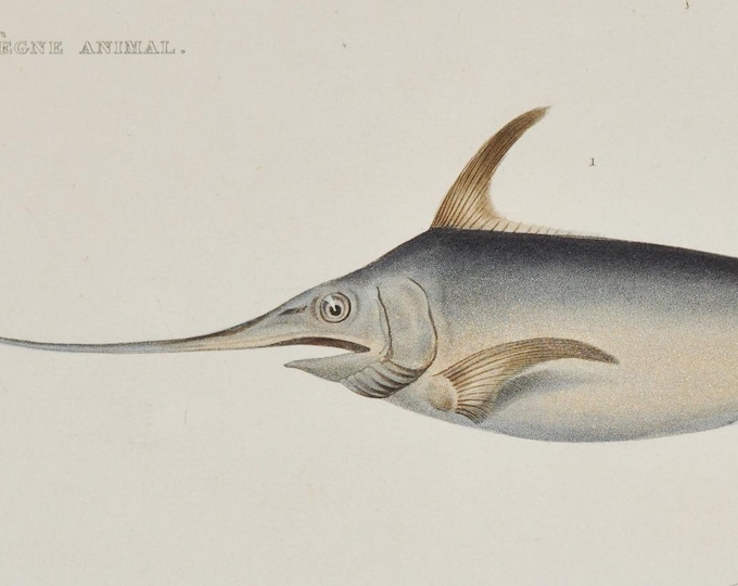 Swordfish (xiphias gladius) - Hand-colored Original Antique Fish Print - Cuvier engraving 1840s