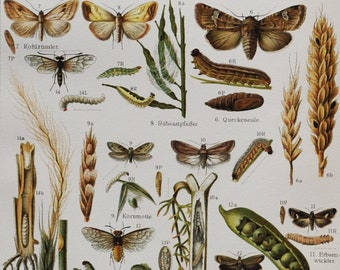 Agricultural Pests II - Original Antique Insect Print - 1906 (large white, cabbage butterfly, Turnip moth, Grapholita, crop, farming farmer)