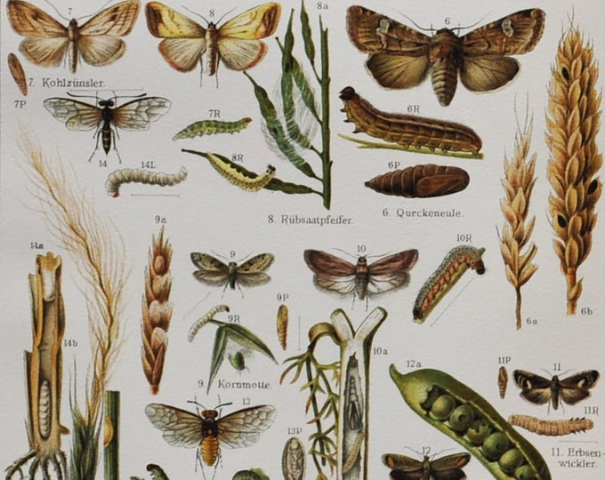 Agricultural Pests II - Original Antique Insect Print - 1906 (large white, cabbage butterfly, Turnip moth, Grapholita, crop, farming farmer)