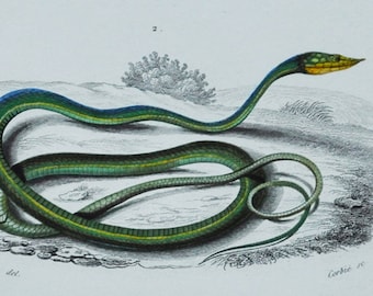 Grass Snake / Green Vine Snake - Hand-colored Original Antique Reptile Print - Orbigny engraving from 1849 (tropidonotus, dryinus nasutus)