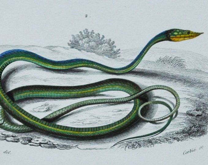Grass Snake / Green Vine Snake - Hand-colored Original Antique Reptile Print - Orbigny engraving from 1849 (tropidonotus, dryinus nasutus)