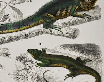 Green Iguana / European Green Lizard - Hand-colored Original Antique Reptile Print - Orbigny engraving from 1849 (amphibian pet arboreal)