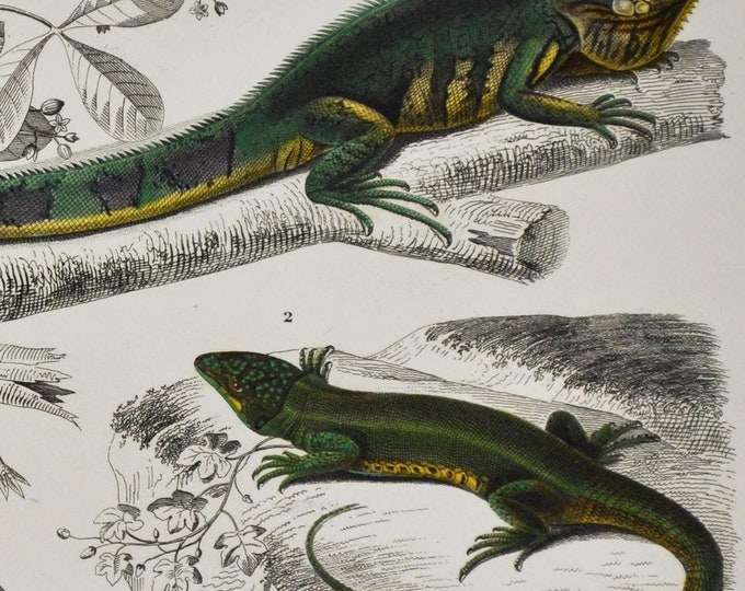 Green Iguana / European Green Lizard - Hand-colored Original Antique Reptile Print - Orbigny engraving from 1849 (amphibian pet arboreal)