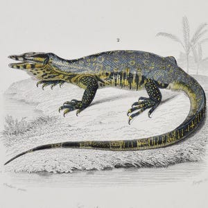 Könnte beinhalten: Ein antiker Druck mit zwei detaillierten Illustrationen von Reptilien. Das obere Bild zeigt ein Chamäleon auf einem Ast, das untere eine Eidechse. Der Druck enthält französischen Text und ist mit "Reptiles, Pl. 4." beschriftet.