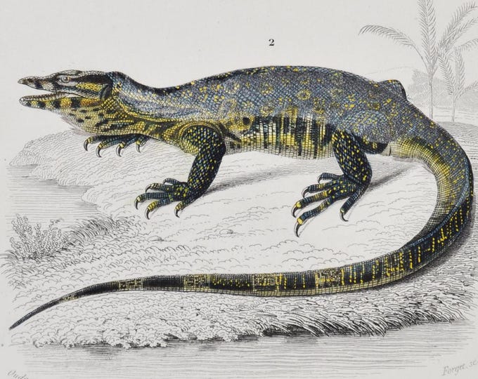 Chameleon / Water Monitor - Hand-colored Original Antique Reptile Print - Orbigny engraving from 1849 (amphibian chamaeleo varanus lizard)