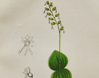 Heartleaf Twayblade Orchid Print - Original Antique Botanical 1880s - Listera cordata (plant flower seed orchidaceae Orchidaceae yellow)