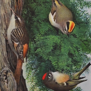 Guldkronad och rubinkronad kungling / brun krypfågel - originalt antikt fågeltryck 1902 Louis Agassiz Fuertes Forest Fish Game Commission NY