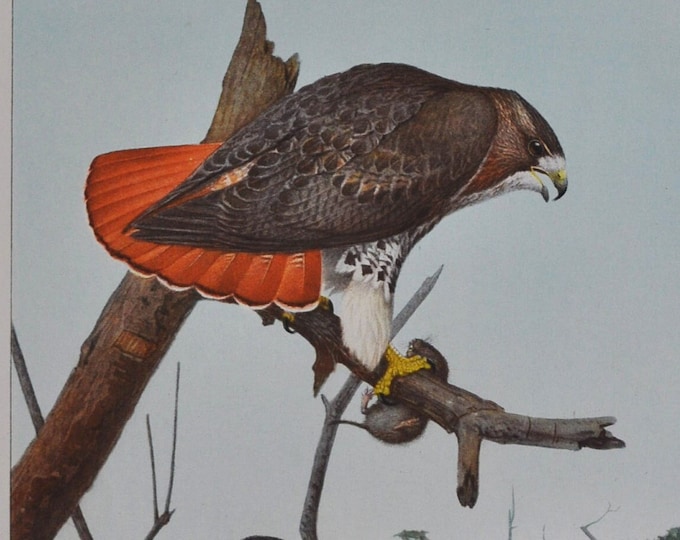 Red-Tailed Hawk / Cooper's Hawk - Original Antique Bird Print 1902 Louis Agassiz Fuertes - Forest Fish and Game Commission NY bird watching