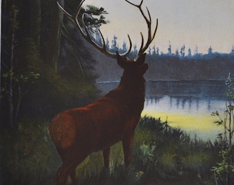 Wapiti or Elk - Original Antique Wildlife Print - 1902 Oliver Kemp - Forest Fish and Game Commission NY