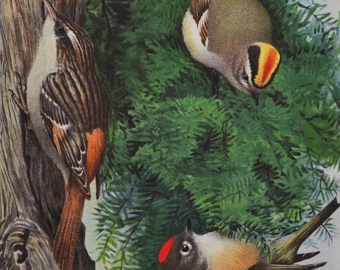 Golden-Crowned & Ruby-Crowned Kinglet / Brown Creeper -Original Antique Bird Print 1902 Louis Agassiz Fuertes Forest Fish Game Commission NY