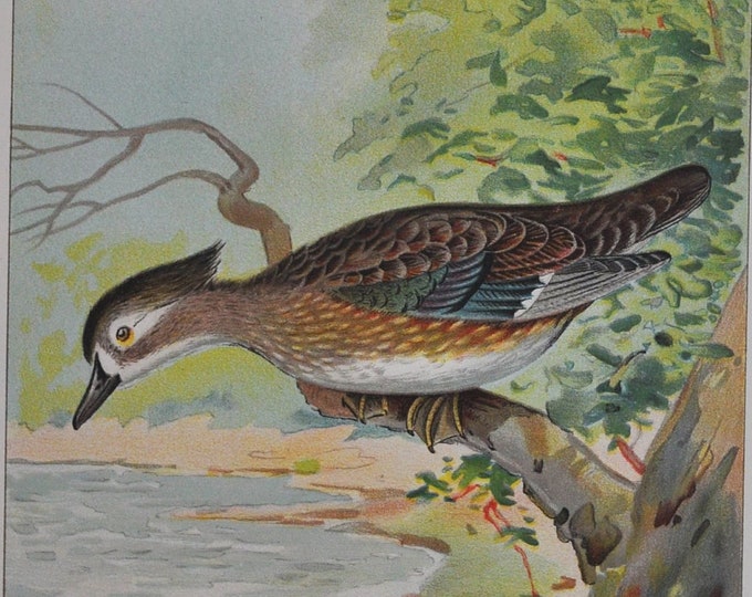 Woodduck / Wood Duck Female - Original Antique Bird Print - Aix Sponsa Swainson - 1902 John L. Ridgway - Forest Fish and Game Commission NY