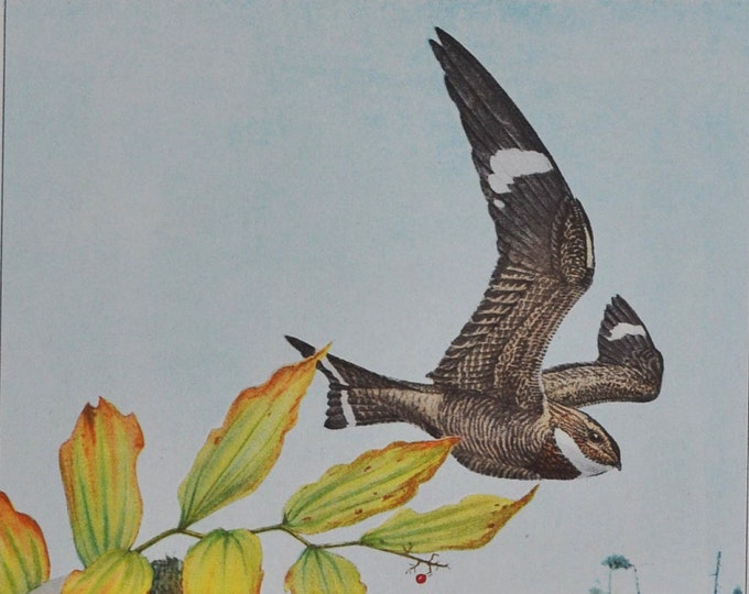 Nighthawk / Whip-Poor-Will - Original Antique Bird Print 1902 Louis Agassiz Fuertes - Forest Fish and Game Commission NY bird watching, hawk