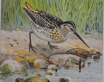 Wilson's or English Snipe - Original Antique Bird Print - Gallinago Media - 1902 John L. Ridgway - Forest Fish and Game Commission NY great