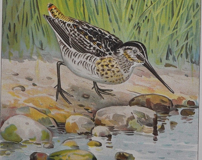 Wilson's or English Snipe - Original Antique Bird Print - Gallinago Media - 1902 John L. Ridgway - Forest Fish and Game Commission NY great
