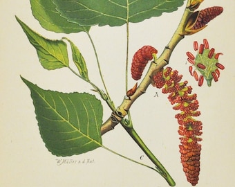 Black Poplar Print - Original Antique Botanical Print 1880s - Populus nigra (plant, flower, seed, tree, cottonwood, europe, asia, africa)