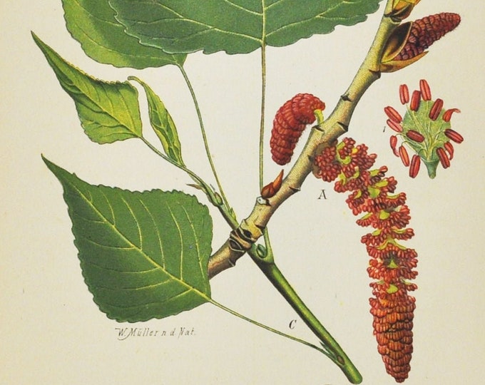 Black Poplar Print - Original Antique Botanical Print 1880s - Populus nigra (plant, flower, seed, tree, cottonwood, europe, asia, africa)