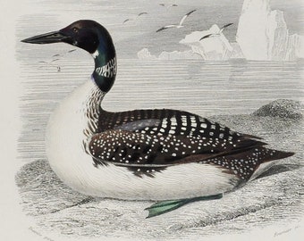 Great Northern Diver / Wader - Hand-colored Original Antique Bird Print - Orbigny engraving from 1849 (common loon, minnesota, gavia, shore)