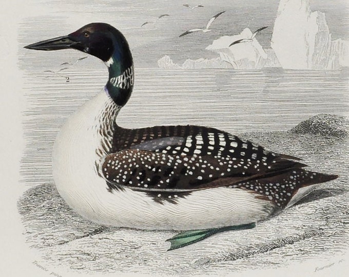 Great Northern Diver / Wader - Hand-colored Original Antique Bird Print - Orbigny engraving from 1849 (common loon, minnesota, gavia, shore)